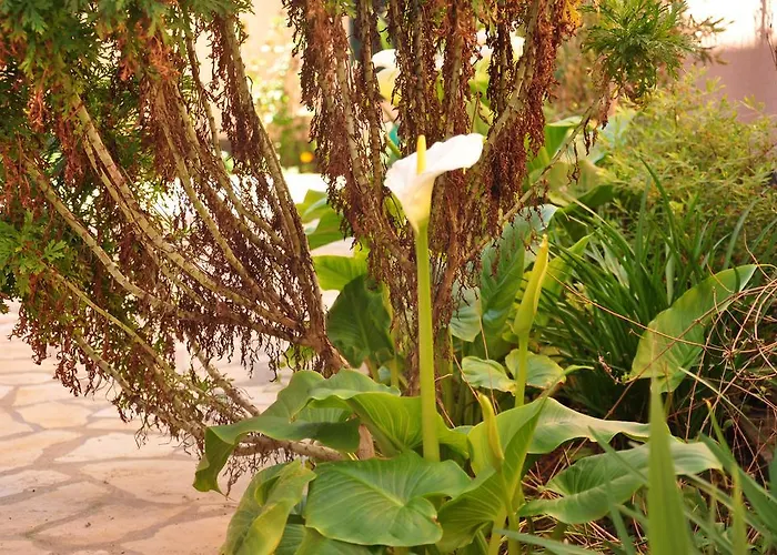 Apartmán Kralj Privlaka (Zadar)